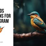 Birds Captions for Instagram