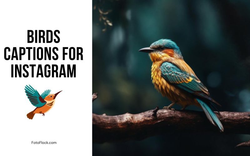 Birds Captions for Instagram