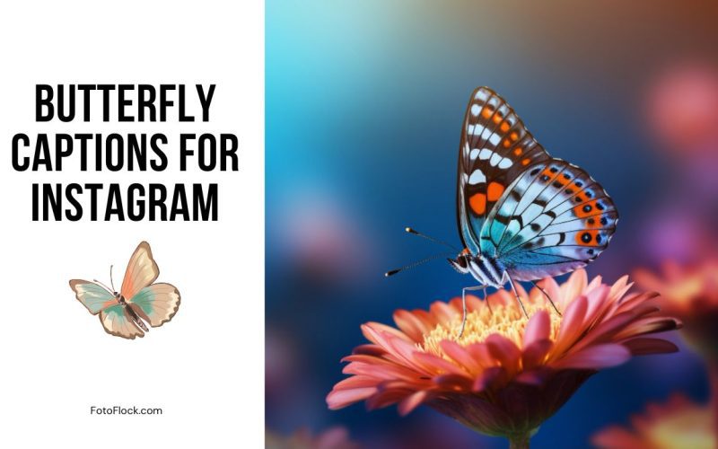 Butterfly Captions for Instagram