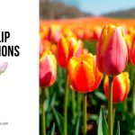Tulip Captions